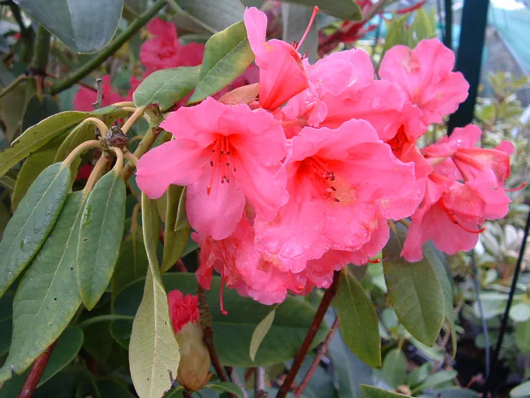 Photo of R. 'Daphne Millais', Rhododendron Hybrid