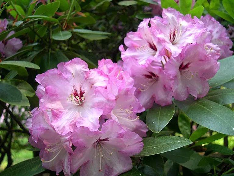 Photo of R. 'Burgundy Cherry', Rhododendron Hybrid