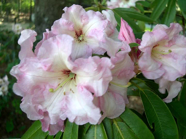 Photo of R. 'Ripe Peach', Rhododendron Hybrid