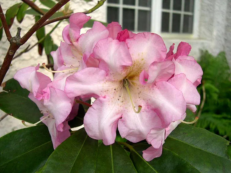 Photo of R. 'Dexter's Harlequin', Rhododendron Hybrid