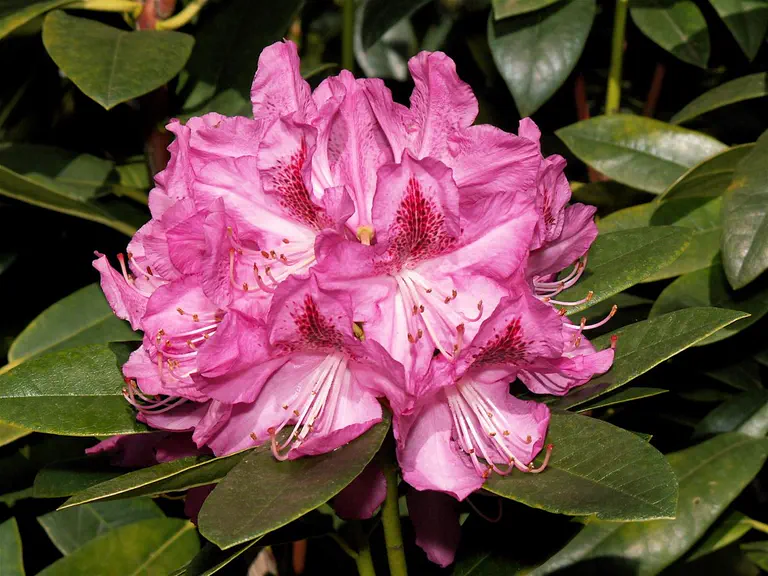 Photo of R. 'Dark Eyes', Rhododendron Hybrid