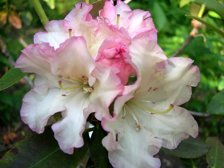Photo of R. 'Marge's Dexter', Rhododendron Hybrid