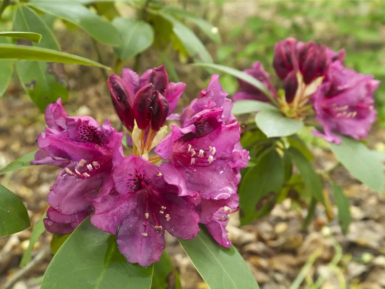 Photo of R. 'Hardgrove's Royal Star', Rhododendron Hybrid