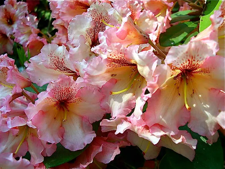 Photo of R. 'Consolini's No. 303', Rhododendron Hybrid