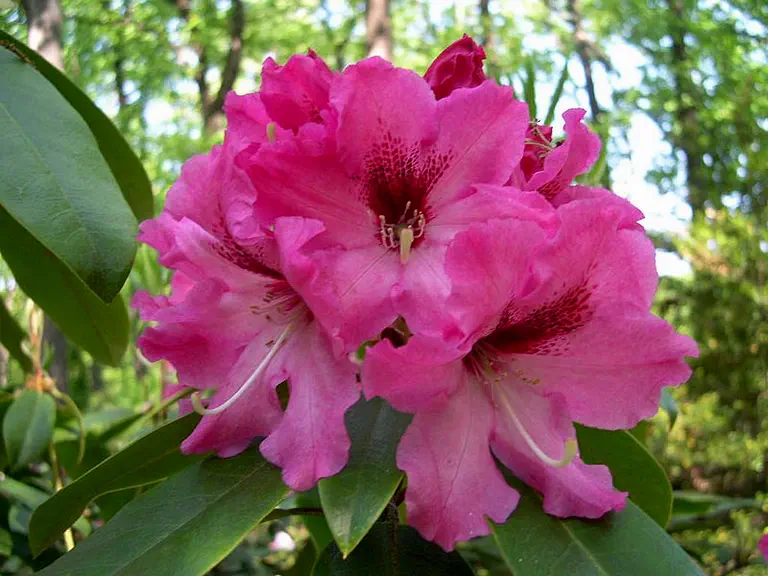 Photo of R. 'Renova', Rhododendron Hybrid