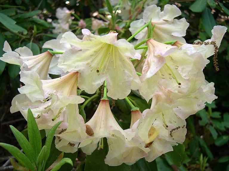 Photo of R. 'John Burroughs', Rhododendron Hybrid