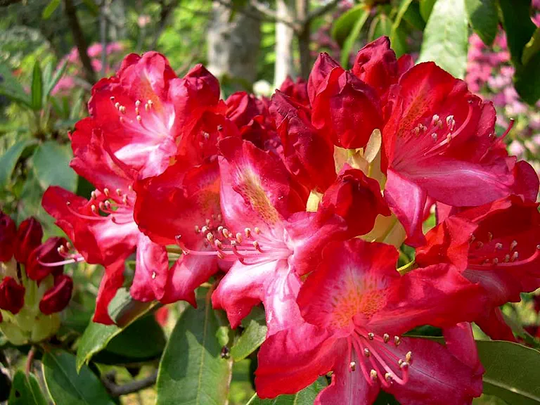 Photo of R. 'Consolini's Firestar', Rhododendron Hybrid