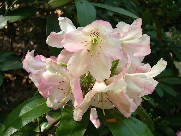 Photo of R. 'Fritilary', Rhododendron Hybrid