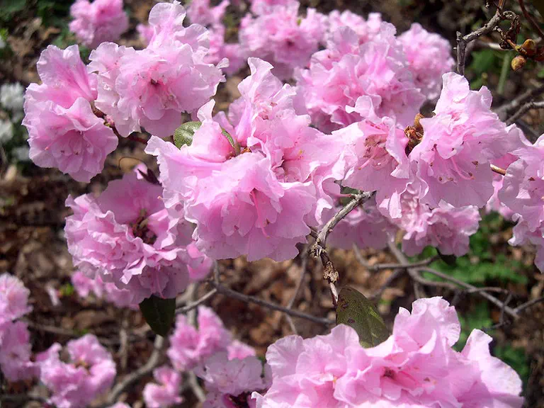Photo of R. 'Lynne Robbins Steinman', Rhododendron Hybrid