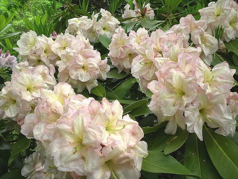 Photo of R. 'Ivory Cloud', Rhododendron Hybrid
