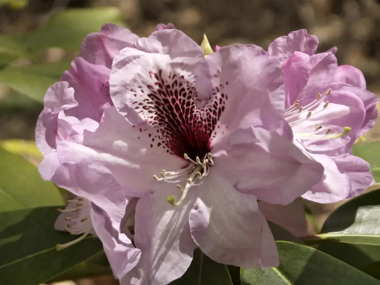 Photo of R. 'Smoky Mountain', Rhododendron Hybrid