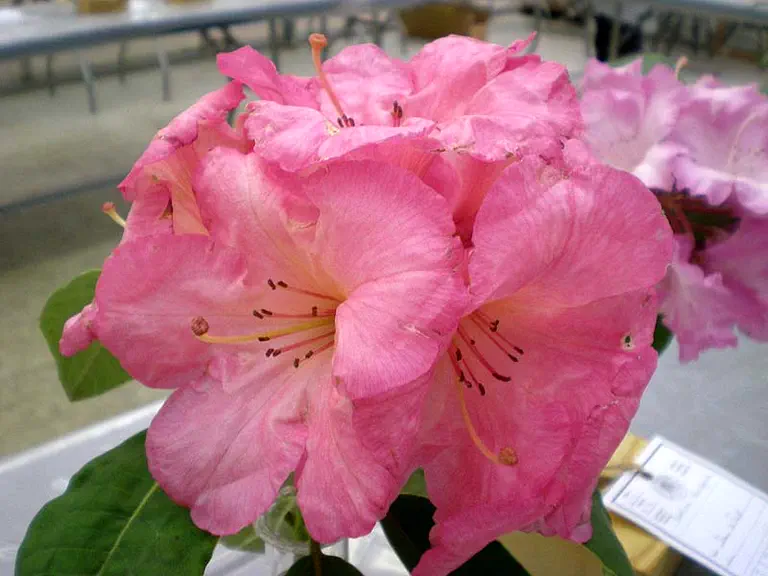 Photo of R. 'Kelsey Lynn Young', Rhododendron Hybrid