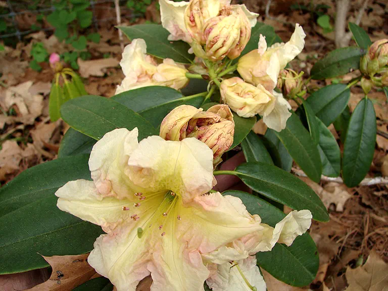 Photo of R. 'Golden Harvest', Rhododendron Hybrid