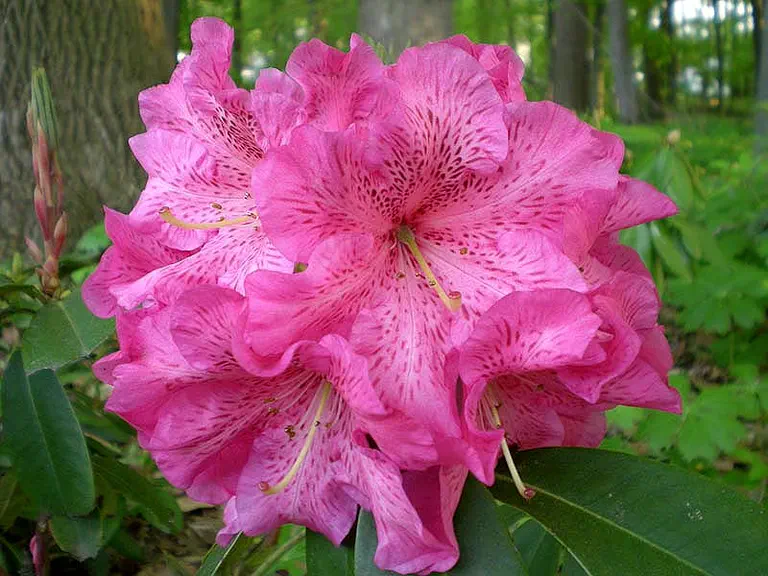 Photo of R. 'Ross L', Rhododendron Hybrid
