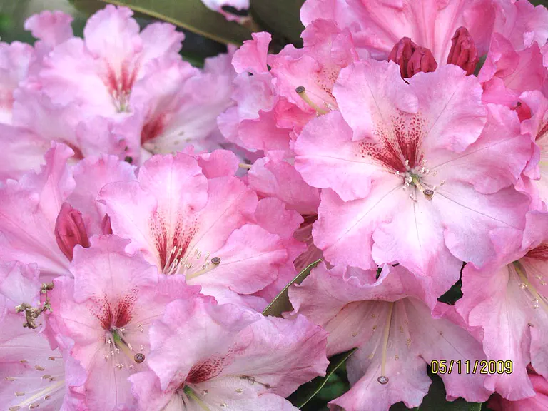 Photo of R. 'Scarborough Fair', Rhododendron Hybrid