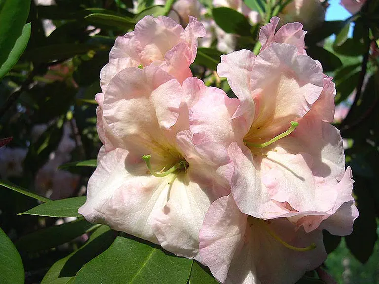 Photo of R. 'Heritage Campfire Peach', Rhododendron Hybrid