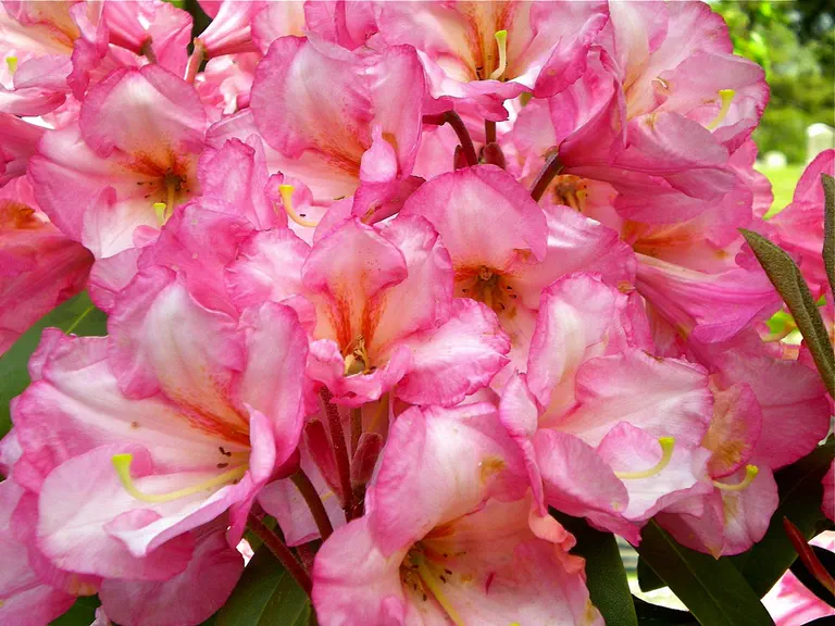 Photo of R. 'Cemetary Coral', Rhododendron Hybrid