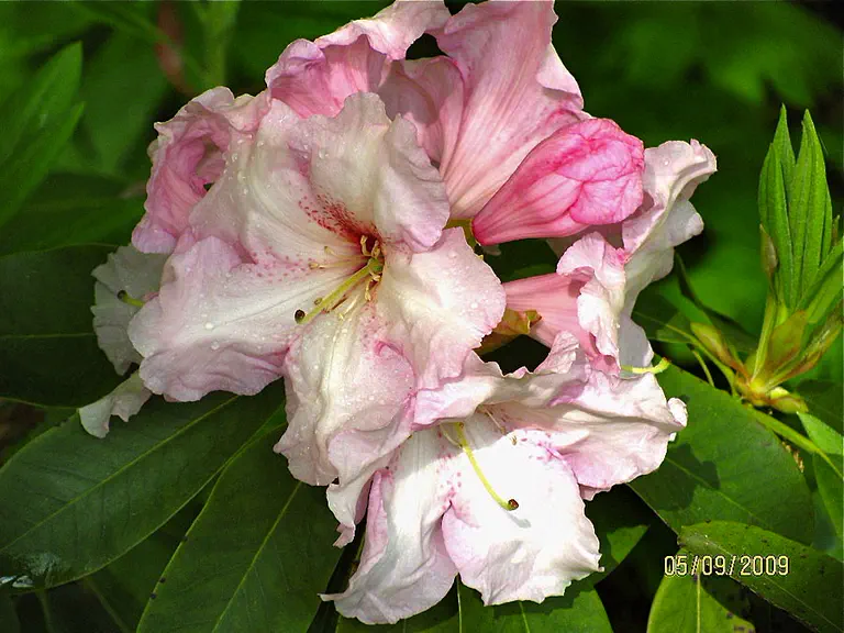 Photo of R. 'Pink Magnifica', Rhododendron Hybrid