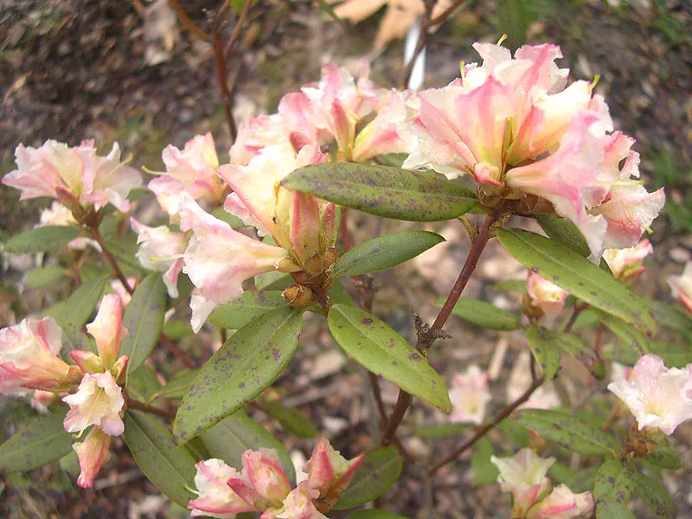 Photo of R. 'Spring Song', Rhododendron Hybrid