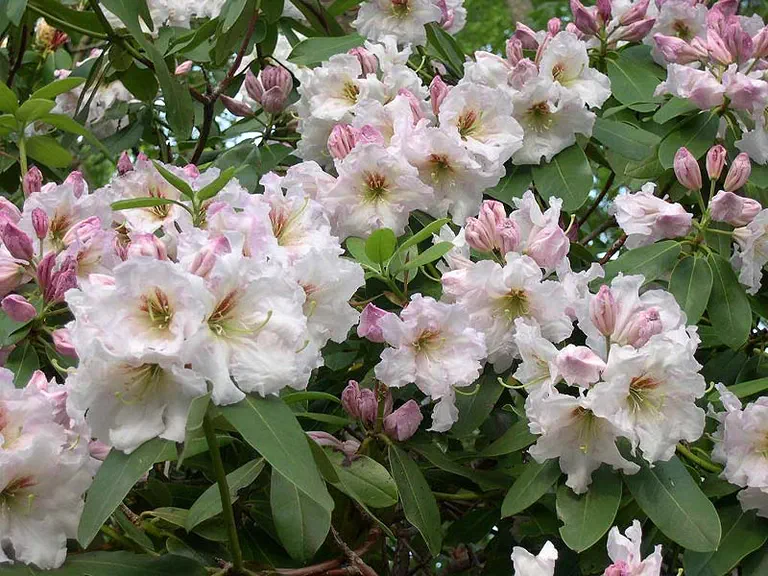 Photo of R. 'Rustic Cloud', Rhododendron Hybrid