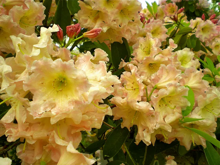Photo of R. 'Golden Peaches', Rhododendron Hybrid