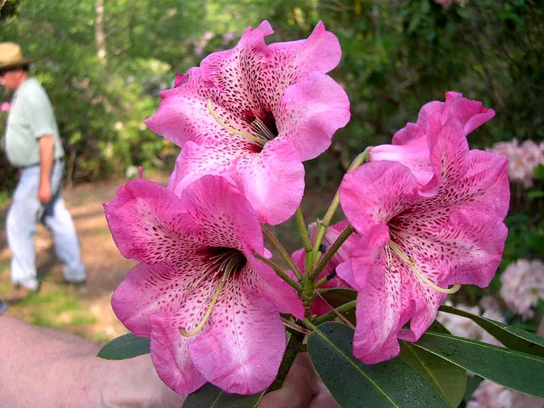 Photo of R. 'Deep Throat', Rhododendron Hybrid