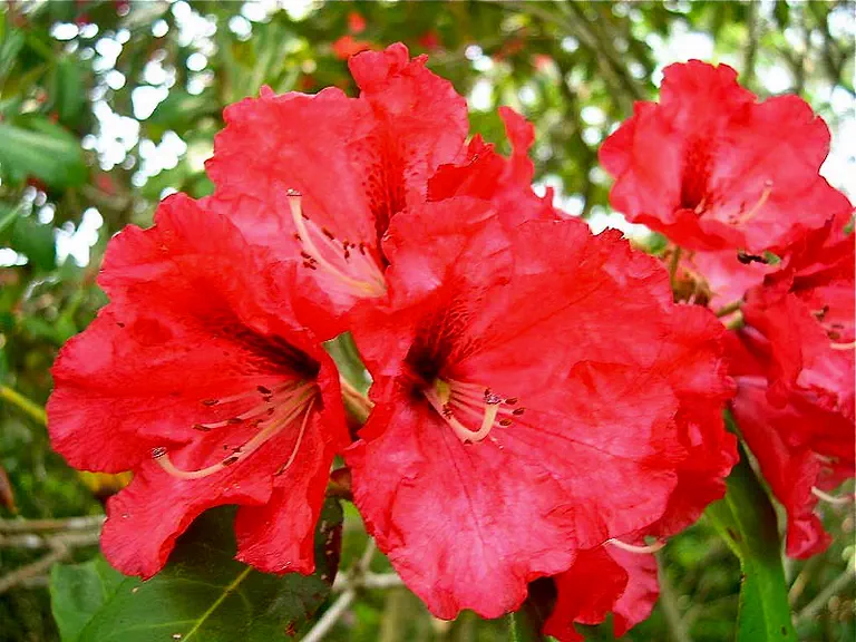Photo of R. 'Military Museum Red', Rhododendron Hybrid