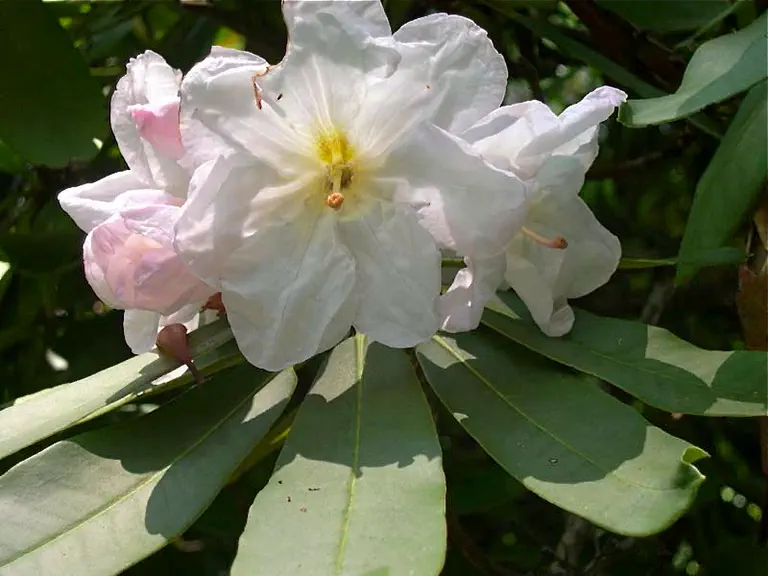 Photo of R. 'Summer Jewel', Rhododendron Hybrid