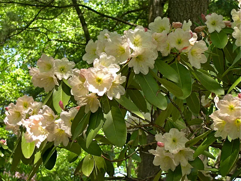 Photo of R. 'May Moonlight', Rhododendron Hybrid