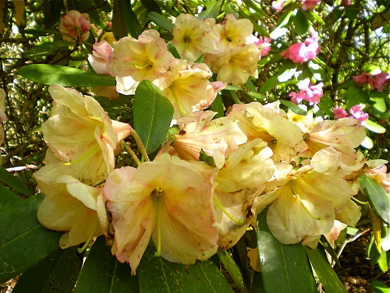 Photo of R. 'Golden Ager', Rhododendron Hybrid