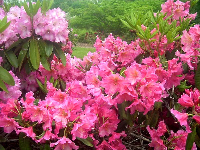 Photo of R. 'Andrea Yates', Rhododendron Hybrid