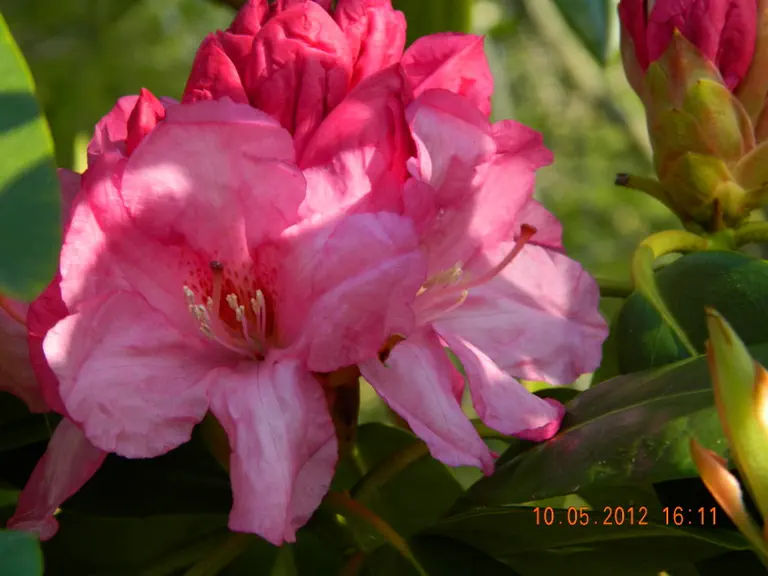 Photo of R. 'Consolini's No. 123R', Rhododendron Hybrid