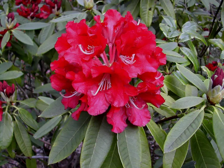 Photo of R. 'David', Rhododendron Hybrid