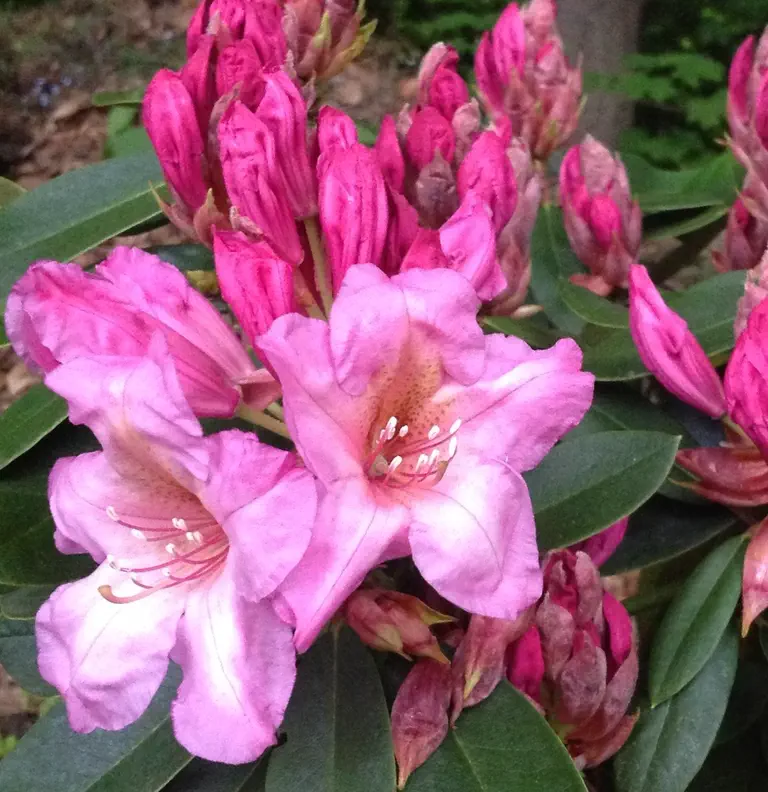 Photo of R. 'Cynosure', Rhododendron Hybrid