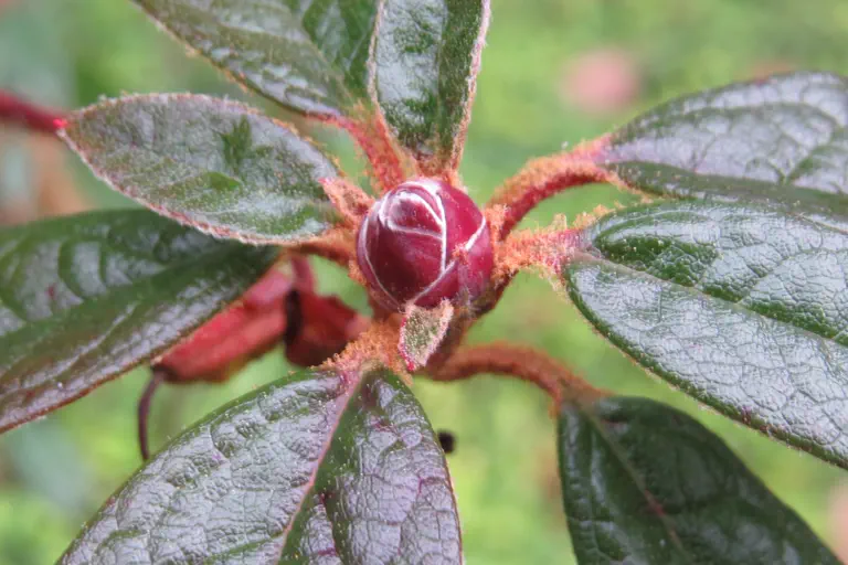 Photo of R. 'Actress', Rhododendron Hybrid
