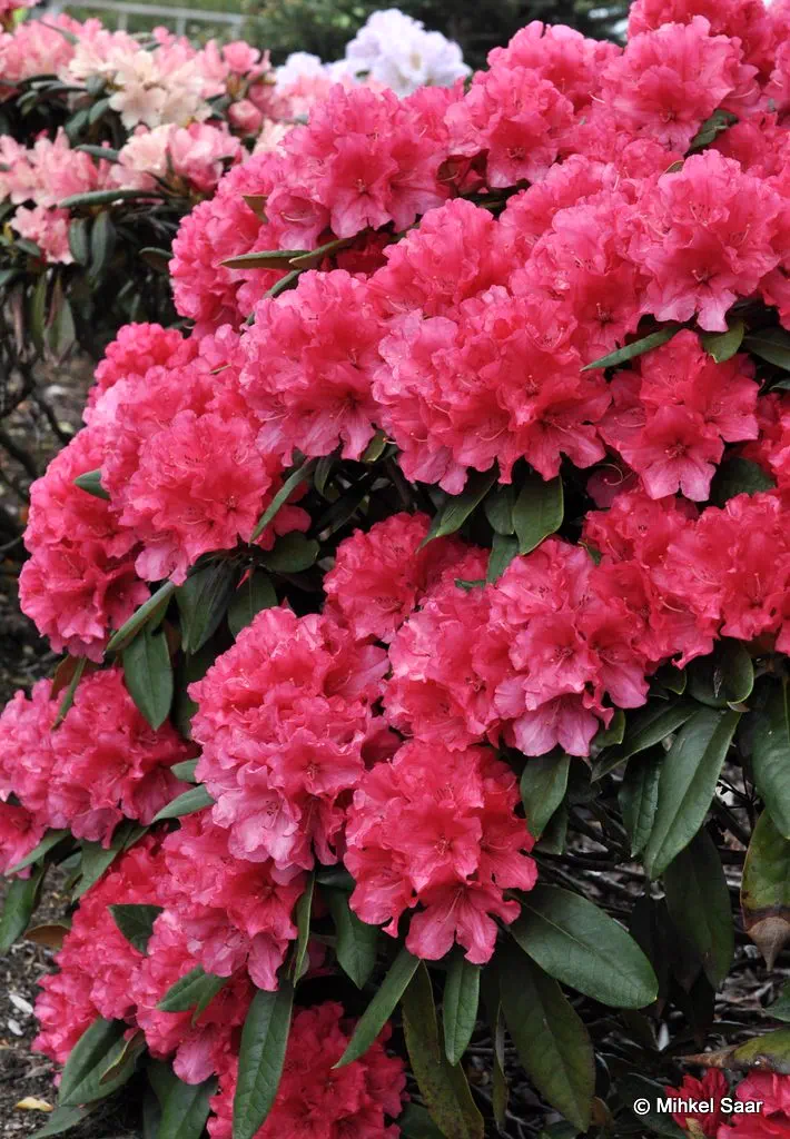 Photo of R. 'Lukas', Rhododendron Hybrid