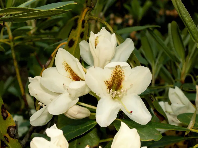 Photo of R. 'Fit and Trim', Rhododendron Hybrid