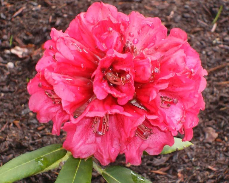 Photo of R. 'No. 6 x Venus', Rhododendron Hybrid