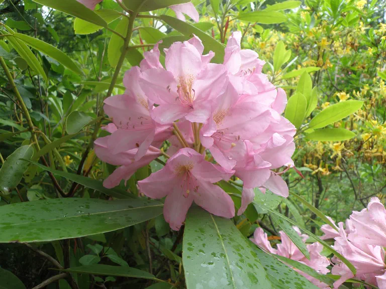 Photo of R. 'Weston', Rhododendron Hybrid