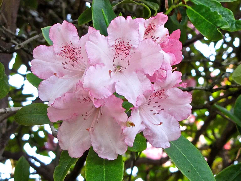 Photo of R. 'Dawn's Delight', Rhododendron Hybrid