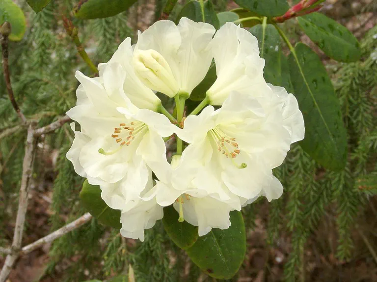 Photo of R. 'Pride's Whipped Cream', Rhododendron Hybrid