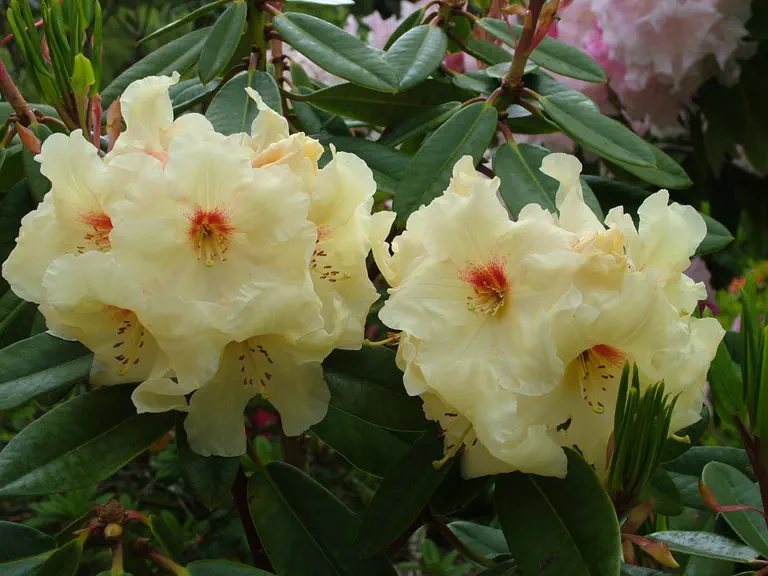 Photo of R. 'Tim's Gold', Rhododendron Hybrid