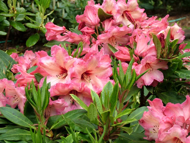 Photo of R. 'Les', Rhododendron Hybrid