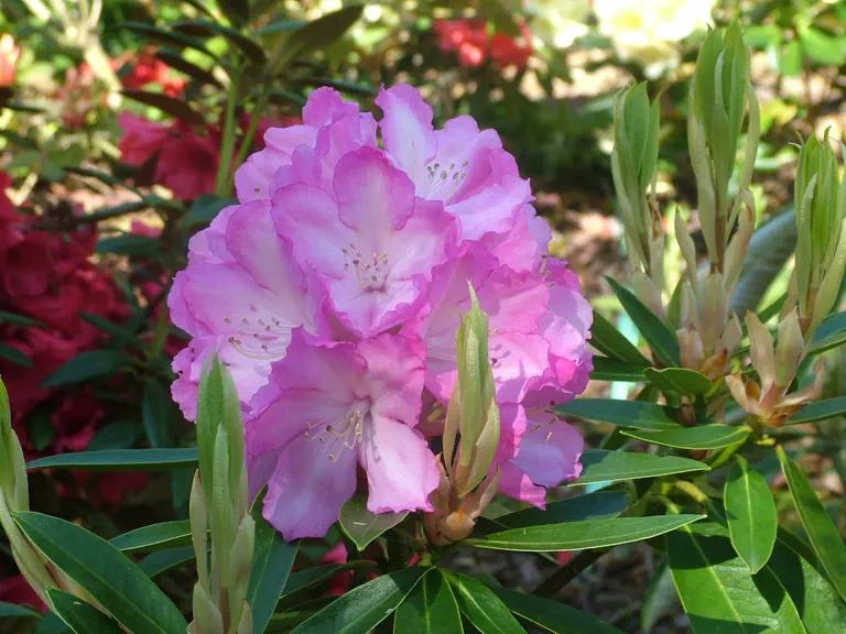 Photo of R. 'Colin's 65', Rhododendron Hybrid