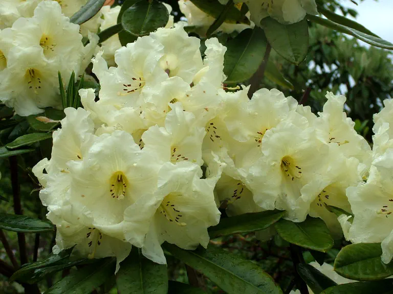 Photo of R. 'Chris's Cream', Rhododendron Hybrid