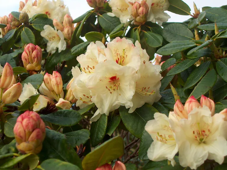 Photo of R. 'Devonshire Cream', Rhododendron Hybrid
