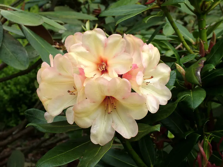 Photo of R. 'Emily Fisher', Rhododendron Hybrid