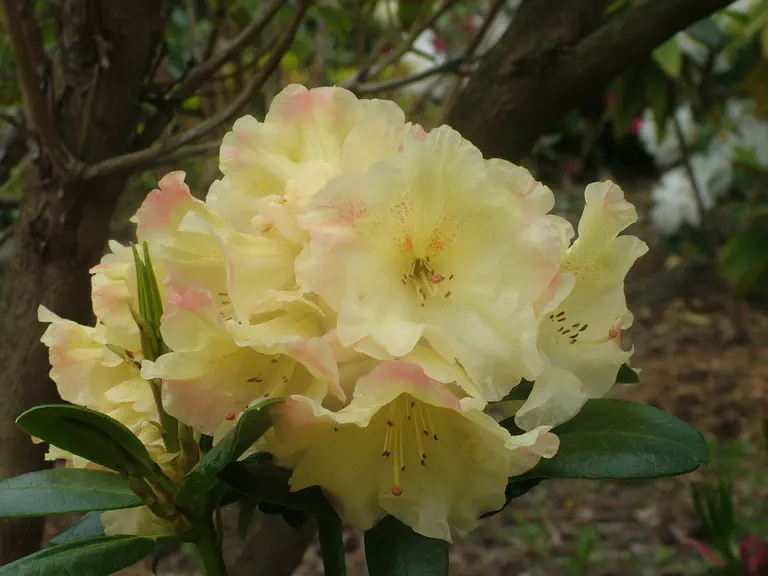 Photo of R. 'Margaret Bates', Rhododendron Hybrid
