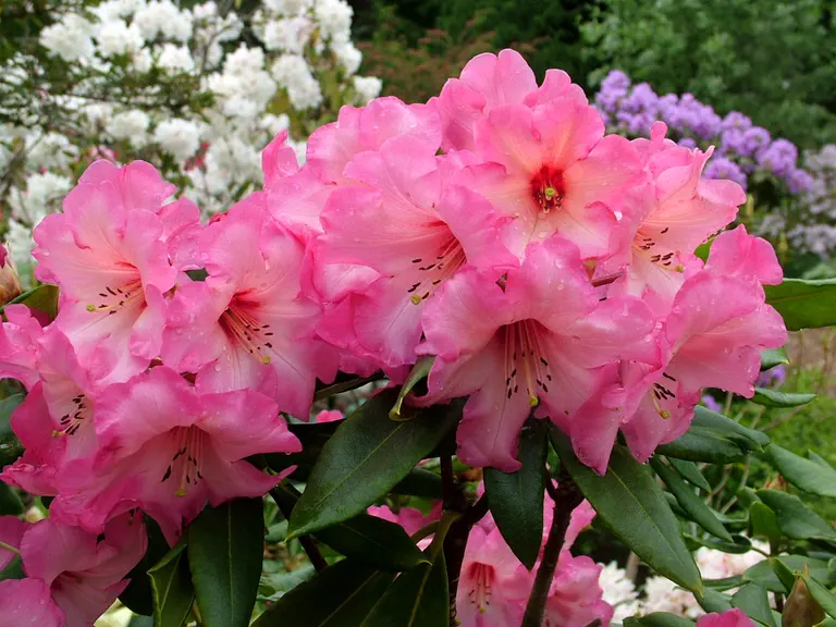 Photo of R. 'Harwood Dale', Rhododendron Hybrid
