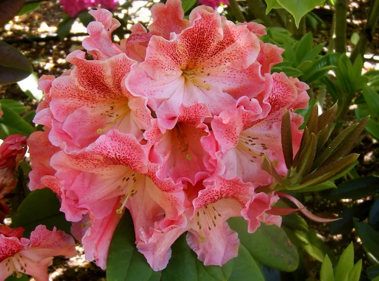 Photo of R. 'Jaguar', Rhododendron Hybrid